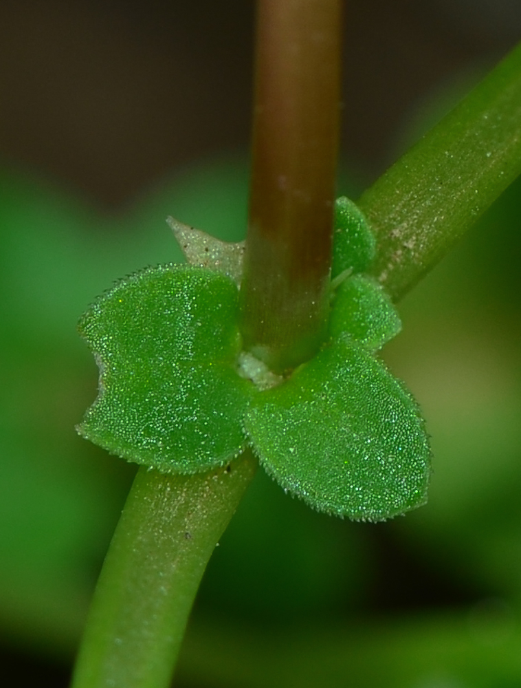 Изображение особи Theligonum cynocrambe.