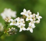 Galium pseudorivale