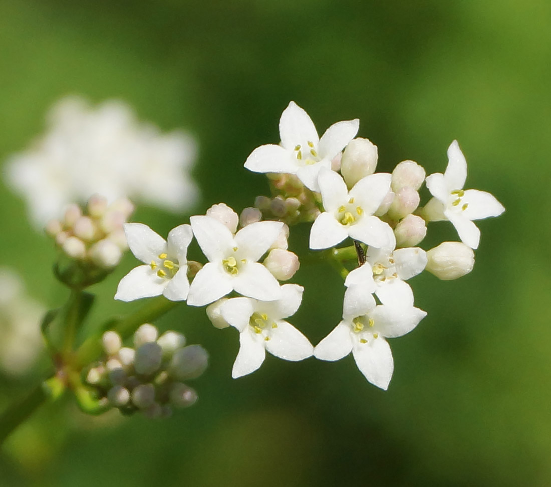Image of Galium pseudorivale specimen.