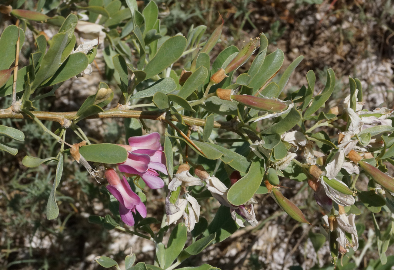 Image of Halimodendron halodendron specimen.