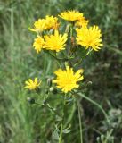 Hieracium robustum
