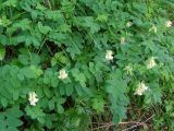 Astragalus secundus