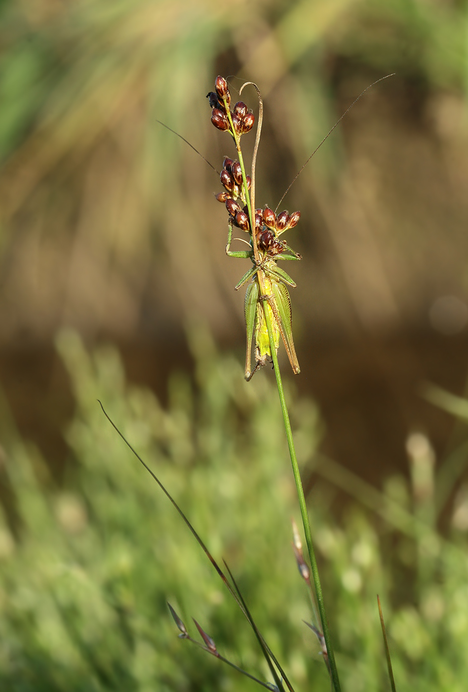 Изображение особи Juncus compressus.