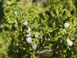 Juniperus sabina