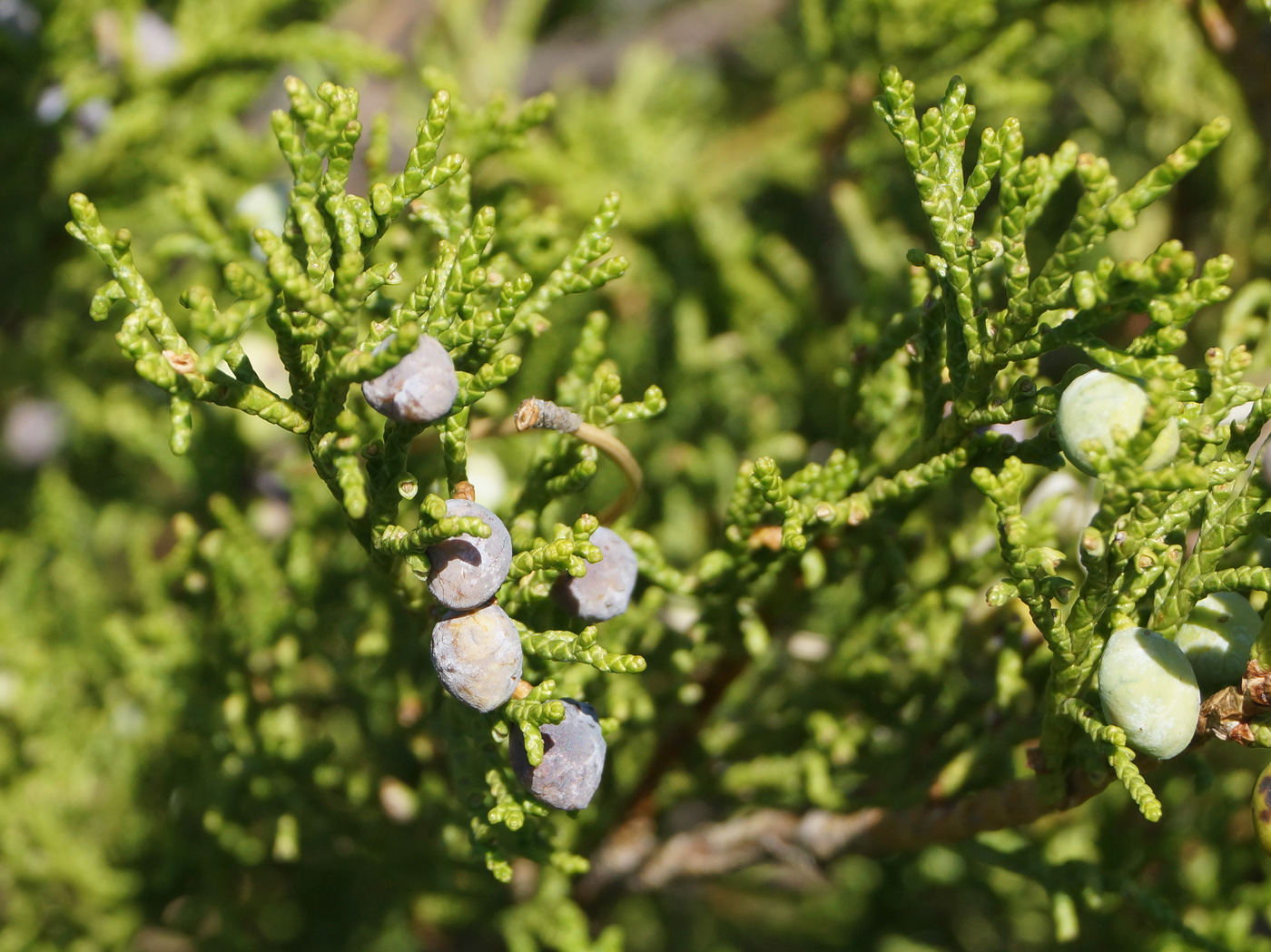 Image of Juniperus sabina specimen.