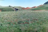 Tulipa suaveolens. Цветущие растения на степном склоне. Астраханская обл., окр. оз. Баскунчак, гора Большое Богдо. Май 1996 г.