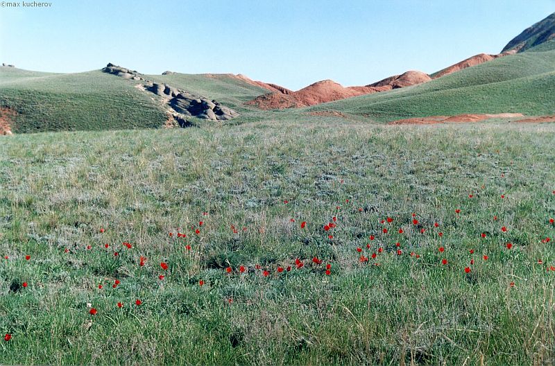 Изображение особи Tulipa suaveolens.