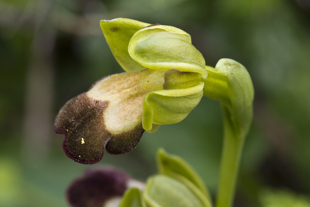Image of Ophrys × brigittae specimen.