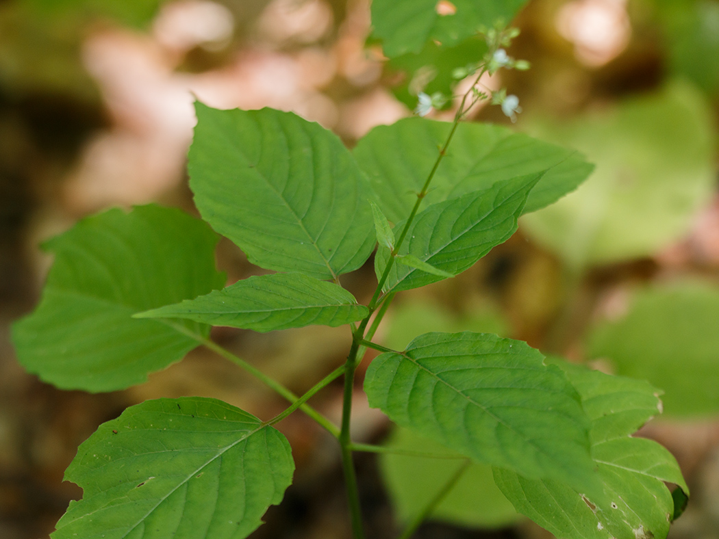 Изображение особи Circaea lutetiana.