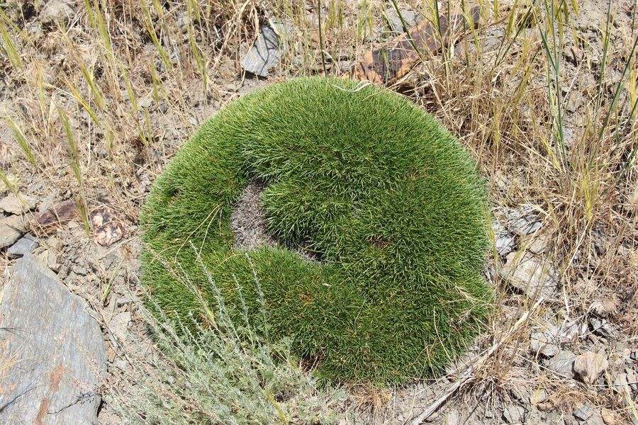 Image of Acantholimon subavenaceum specimen.