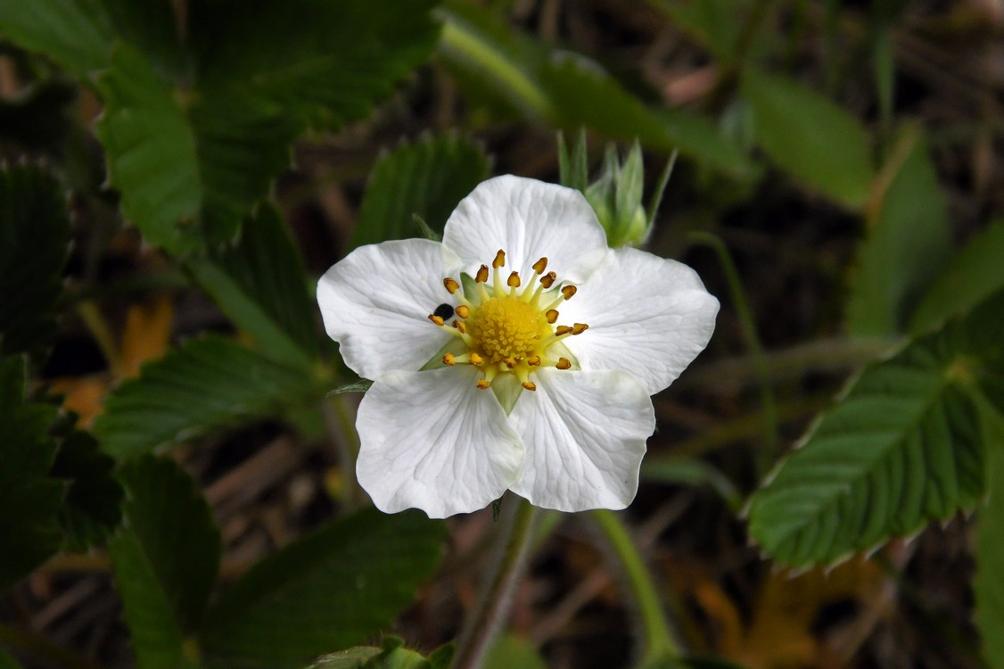 Изображение особи Fragaria viridis.