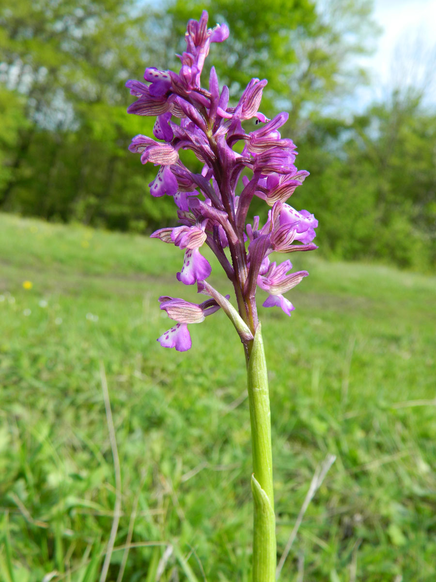 Изображение особи Anacamptis morio ssp. caucasica.