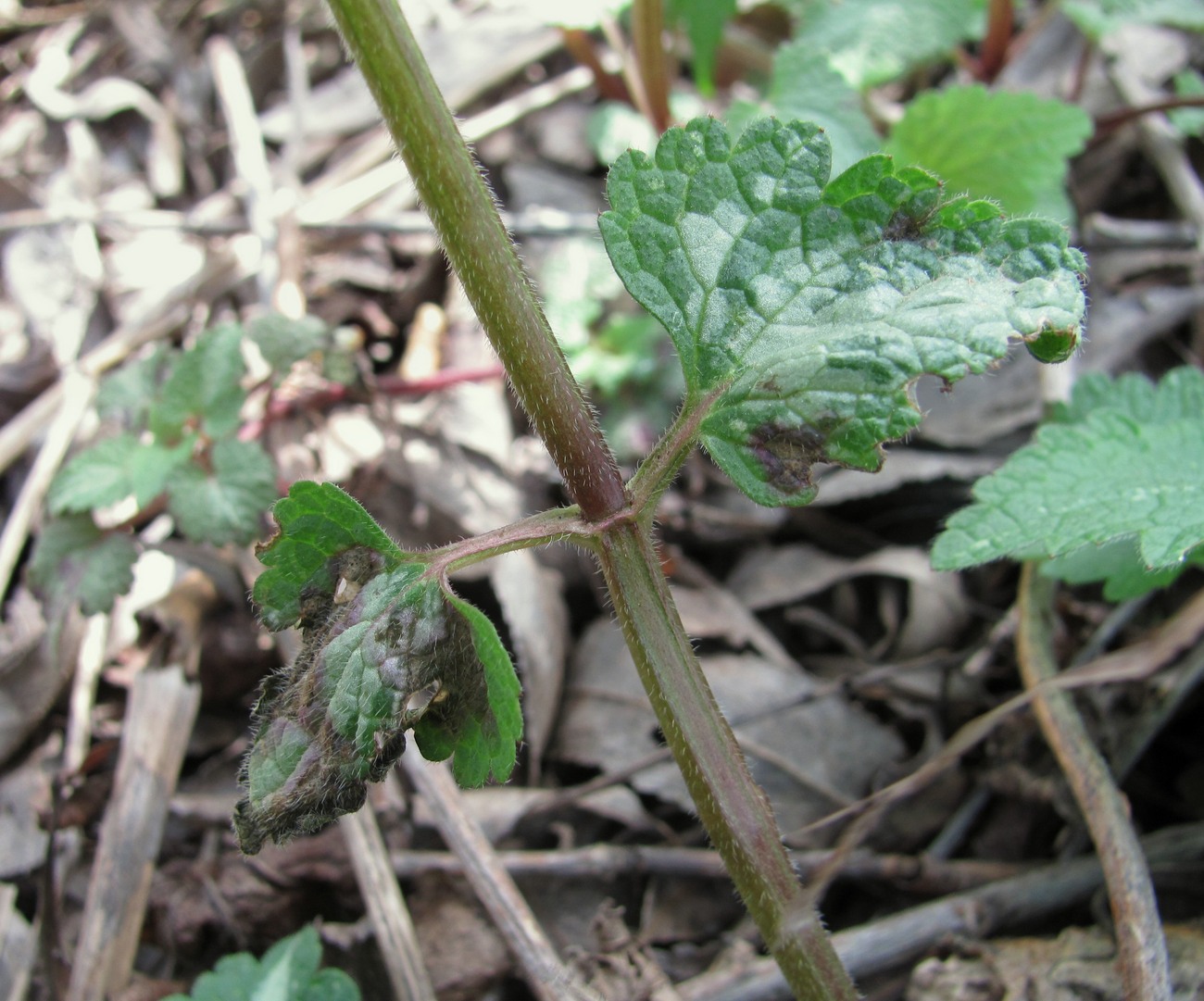 Image of Lamium maculatum specimen.