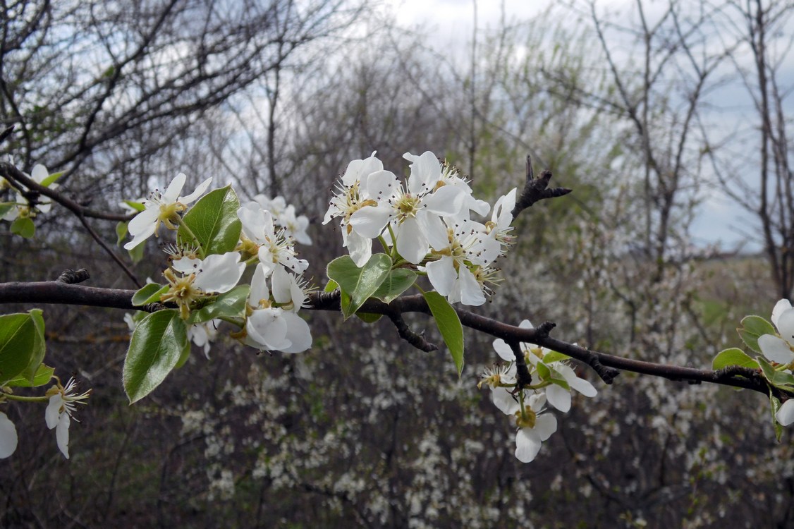 Изображение особи Pyrus caucasica.