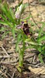 Ophrys oestrifera. Цветущее растение. Крым, окр. Балаклавы, редколесье из сосны пицундской и можжевельника высокого. 30 апреля 2016 г.