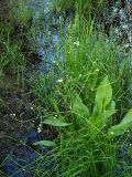 Alisma plantago-aquatica