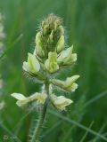 Oxytropis pilosa