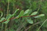 Spiraea litwinowii