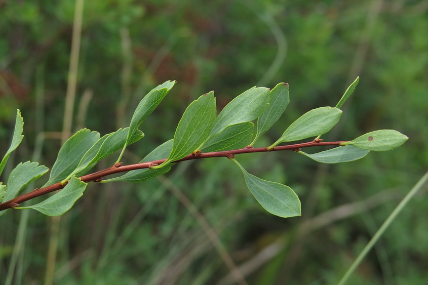 Изображение особи Spiraea litwinowii.