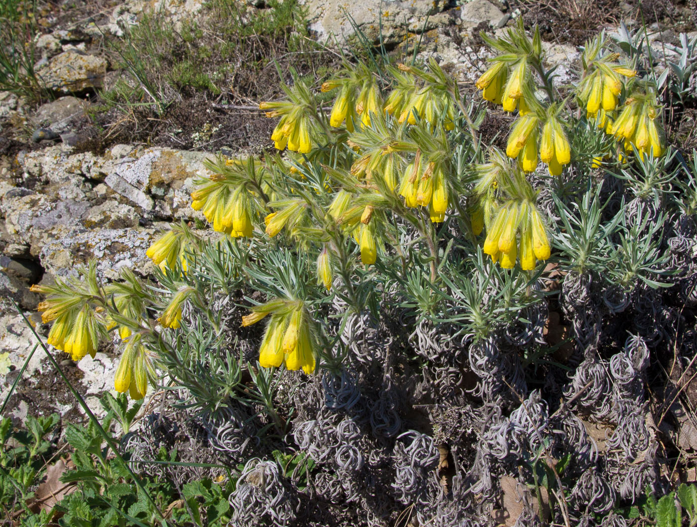 Изображение особи Onosma polyphylla.