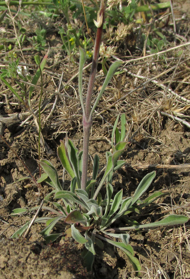 Image of Silene hellmannii specimen.