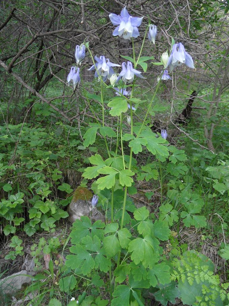Image of Aquilegia olympica specimen.