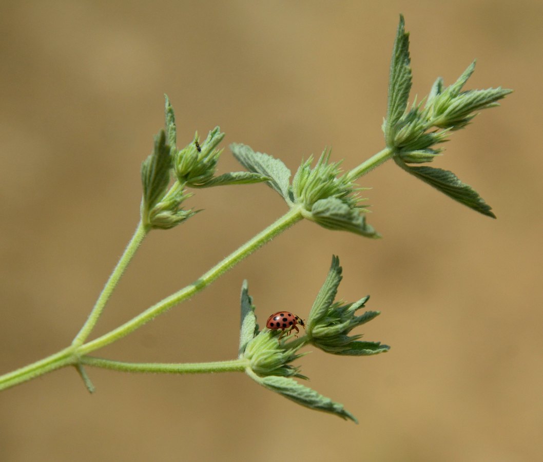 Изображение особи Marrubium praecox.