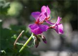 Pelargonium hortorum