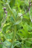 Lathyrus pisiformis. Часть побега (виден крылатый стебель и крупные прилистники). Ленинградская обл., Волосовский р-н, ок. 500 м к сев. от дер. Горки 1-е, луг (по залежи?). 18.06.2016.