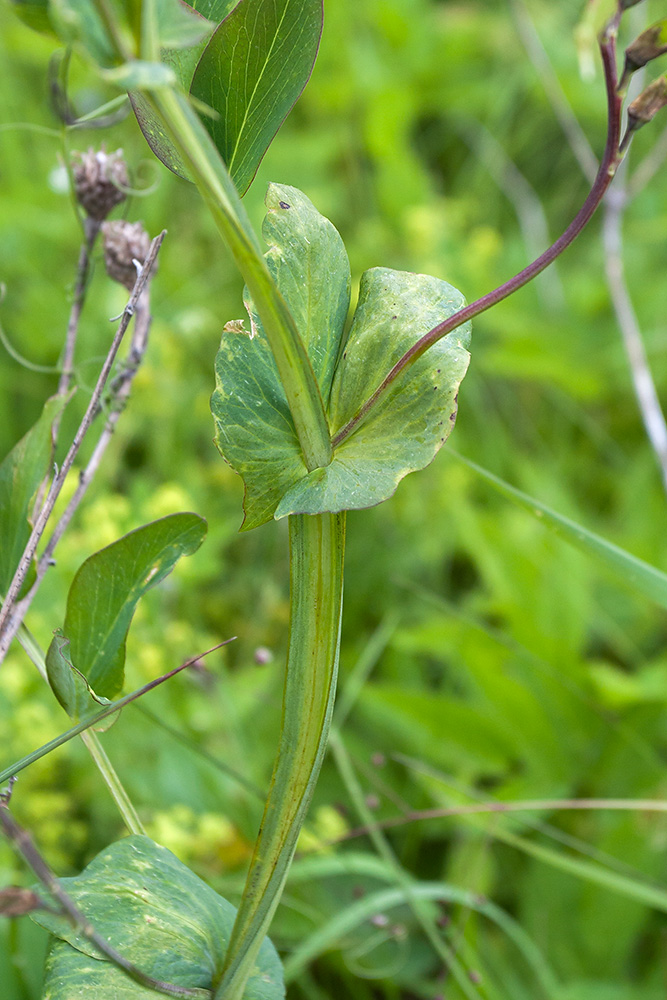 Image of Lathyrus pisiformis specimen.