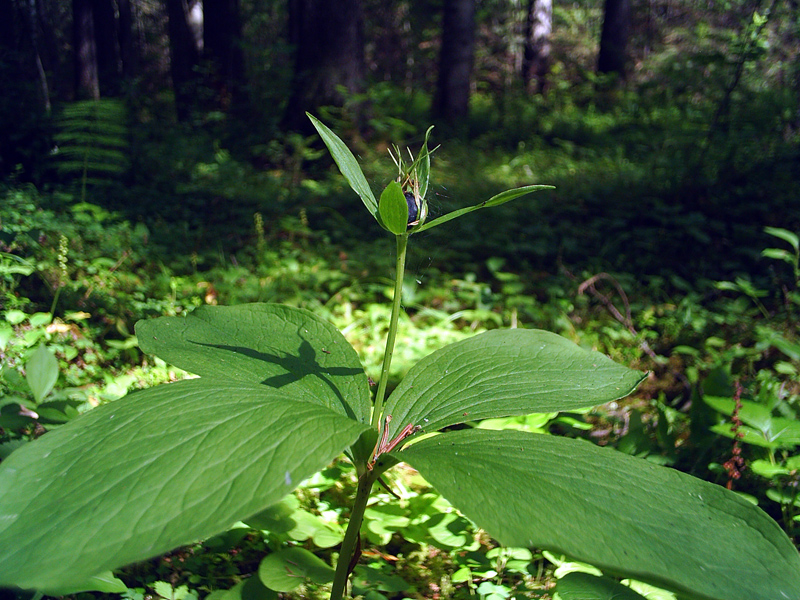 Image of Paris quadrifolia specimen.