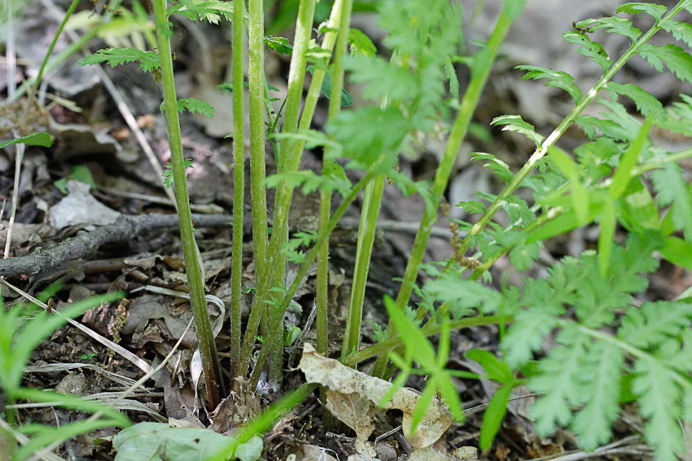 Изображение особи Pyrethrum corymbosum.