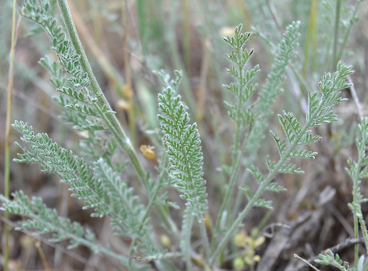 Изображение особи Tanacetum achilleifolium.