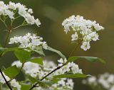 Deutzia parviflora. Веточка с соцветиями. Амурская обл., Хинганский заповедник, Хинганское лесн., р. Карапча, хвойно-широколиственный лес. 07.06.2013.