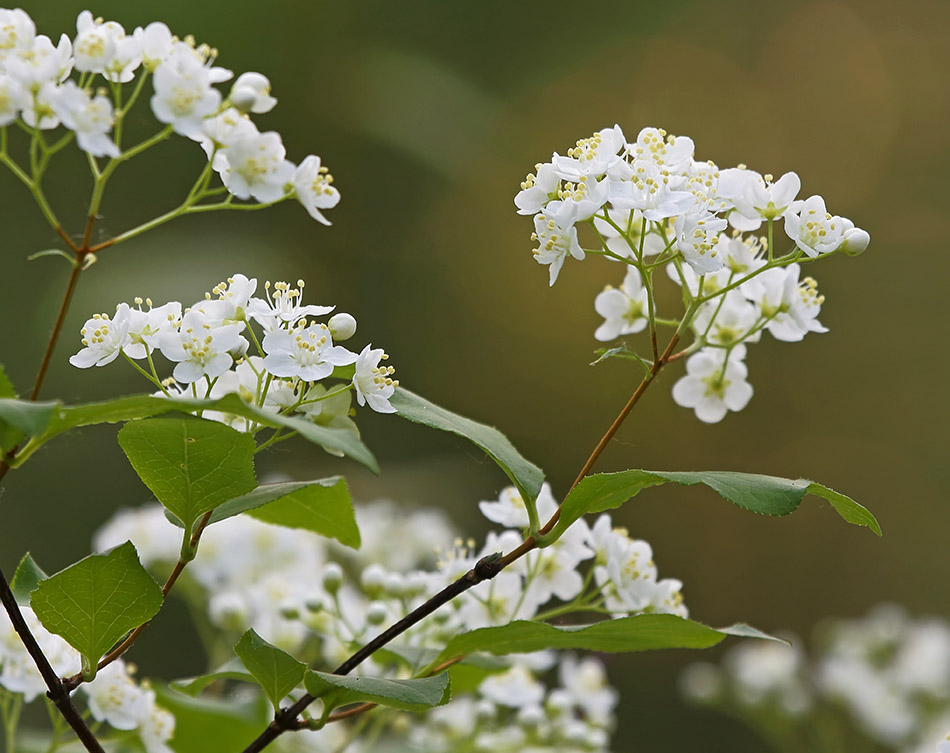 Image of Deutzia parviflora specimen.