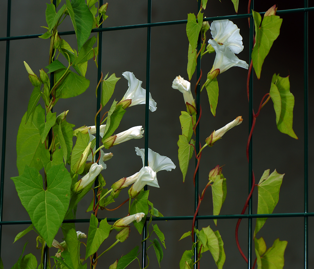 Изображение особи Calystegia sepium.