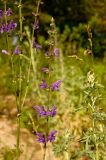 Salvia stepposa. Соцветие. Южный Урал, Челябинская обл., правый берег р. Ай, залесенный склон скального массива ниже Больших Притесов, опушка. 9 июля 2016 г.