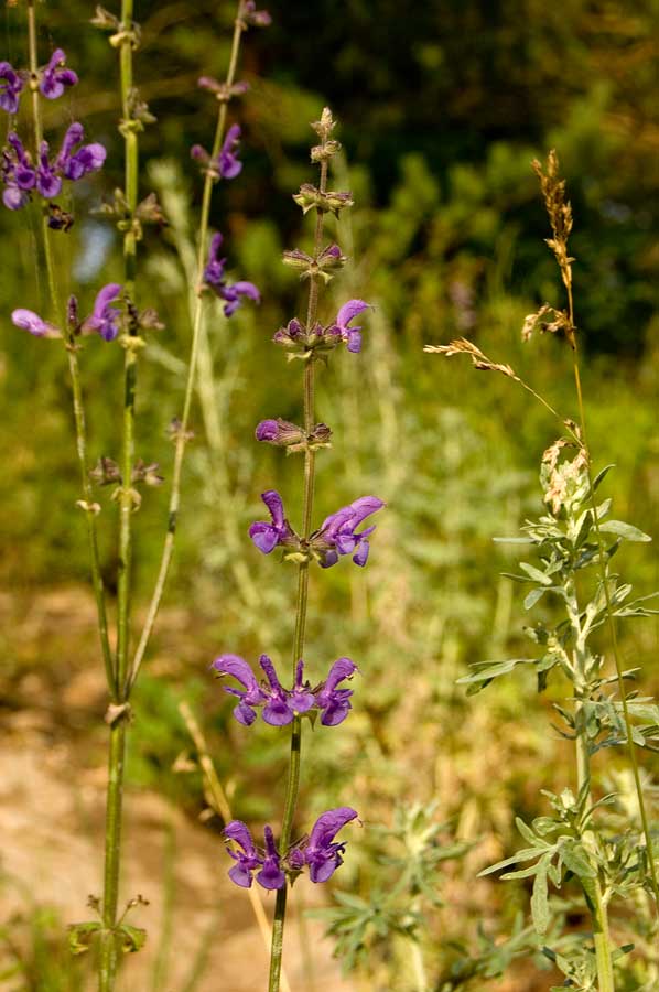 Image of Salvia stepposa specimen.