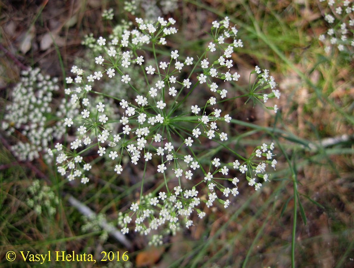 Image of Falcaria vulgaris specimen.