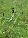 Omalotheca norvegica. Цветущее растение. Республика Хакасия, Ширинский р-н, примерно в 23 км на запад от с. Беренжак, луг. 2 августа 2016 г.