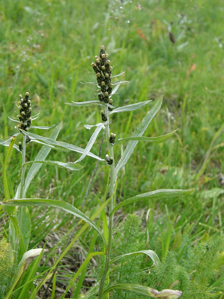 Image of Omalotheca norvegica specimen.