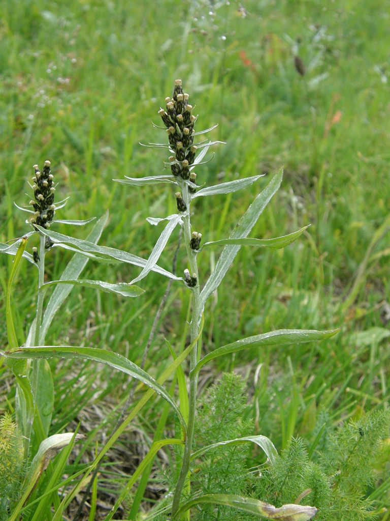 Изображение особи Omalotheca norvegica.