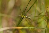 Galium triandrum. Листья. Татарстан, Новошешминский р-н, окр. села Татарское Утяшкино, остепнённый луг на увале. 4 июля 2016 г.