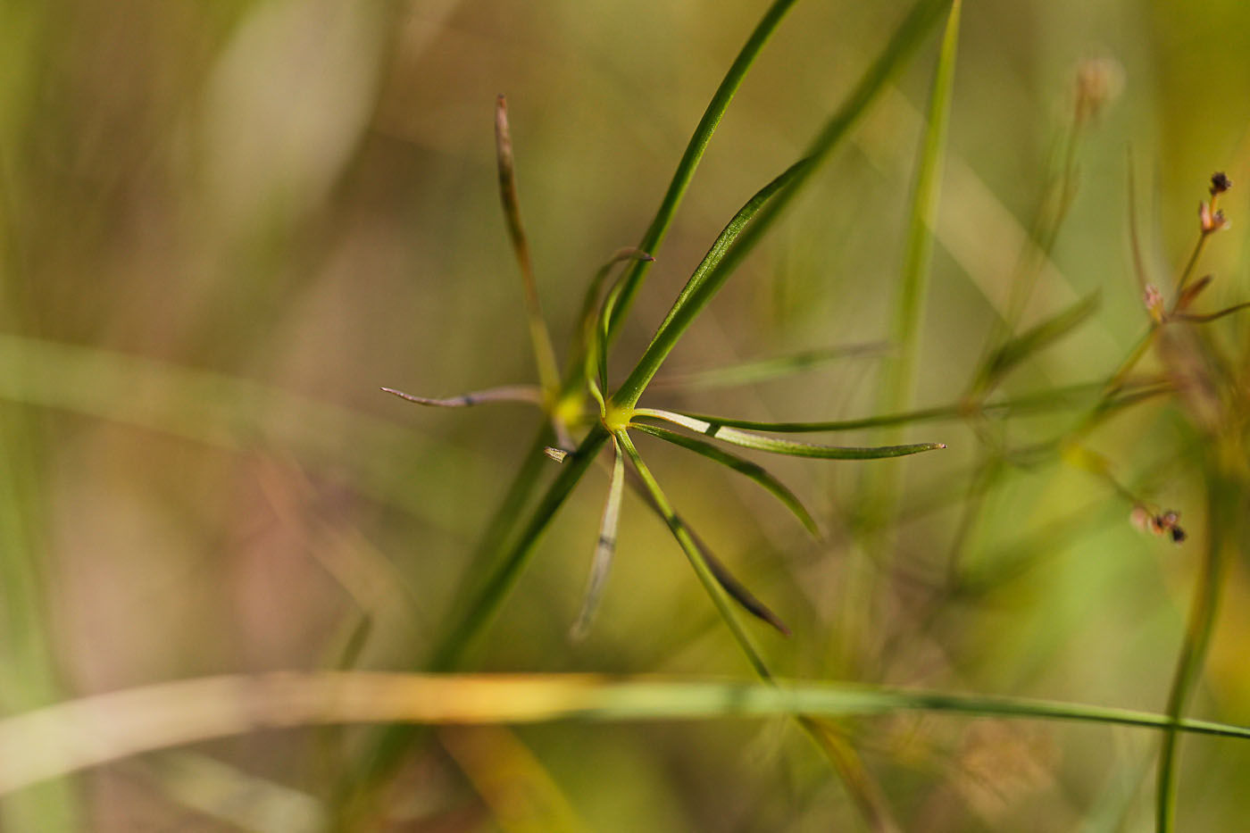 Image of Galium triandrum specimen.