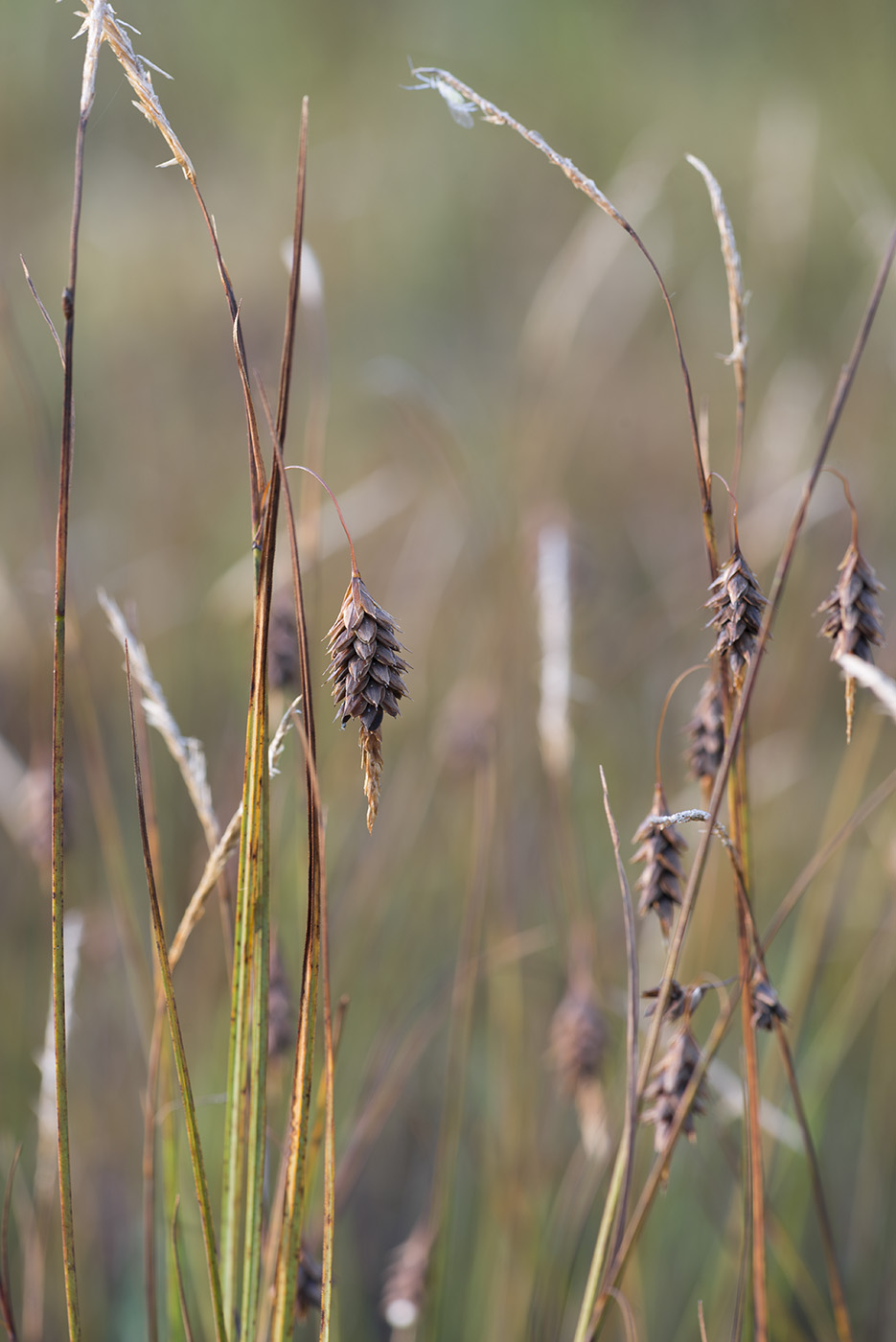 Image of Carex limosa specimen.