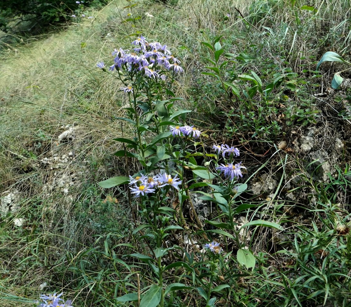 Изображение особи Aster bessarabicus.