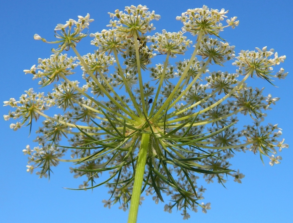 Image of Daucus carota specimen.