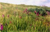 Gladiolus imbricatus. Цветущие растения в увлажнённом месте на выходах гранита. Украина, Донецкая обл., Тельмановский р-н, правый берег р. Кальмиус западнее с. Красный Октябрь. Конец мая 2002 г.