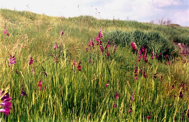 Изображение особи Gladiolus imbricatus.