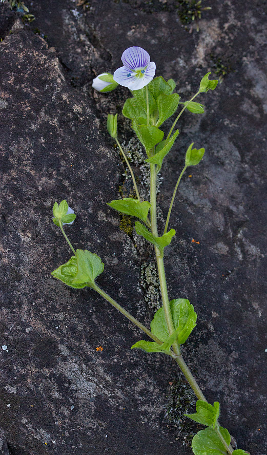 Image of Veronica filiformis specimen.